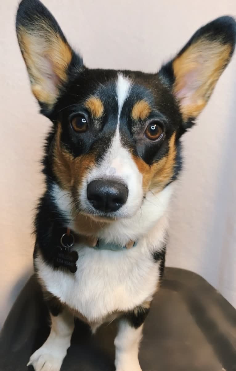 Willow, a Pembroke Welsh Corgi tested with EmbarkVet.com