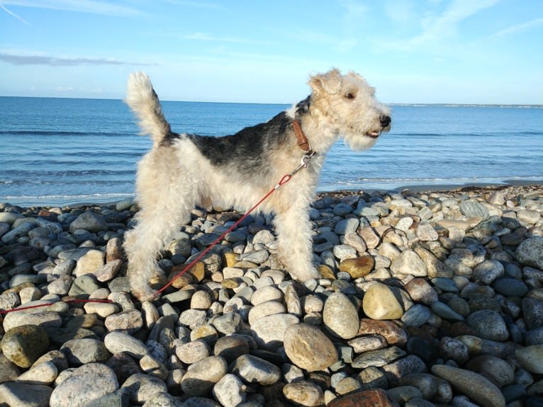 Finn of Patch Hill, a Wire Fox Terrier tested with EmbarkVet.com