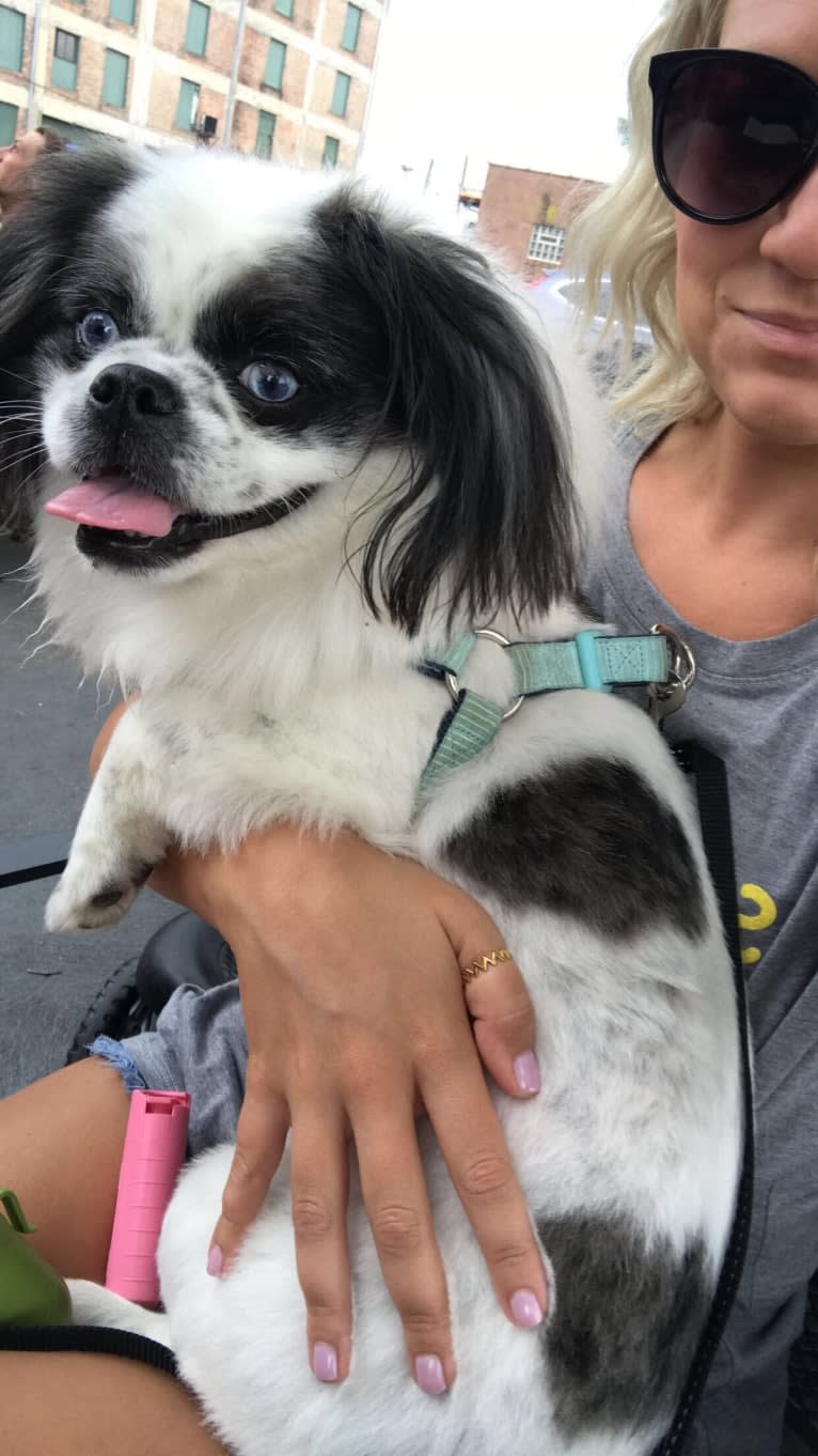 Poe, a Pekingese and Pomeranian mix tested with EmbarkVet.com