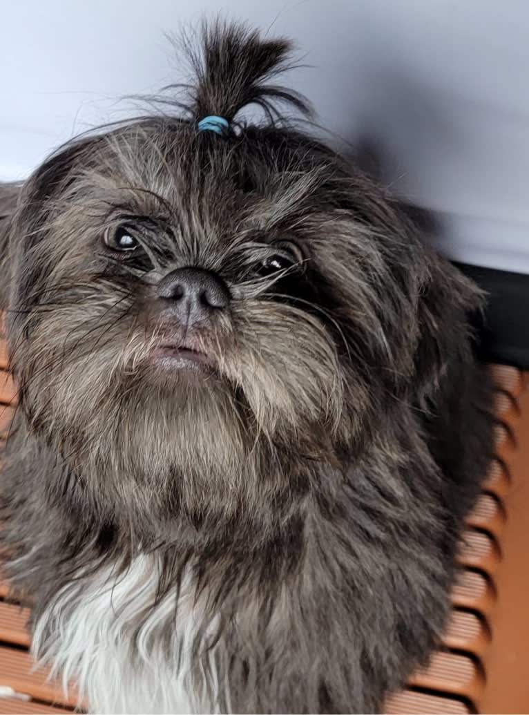 Morpheus, a Shih Tzu tested with EmbarkVet.com