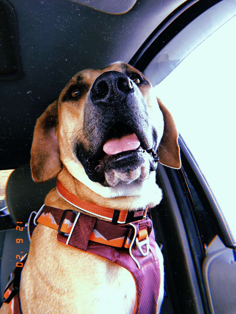 Johnny, a Treeing Walker Coonhound and American Pit Bull Terrier mix tested with EmbarkVet.com