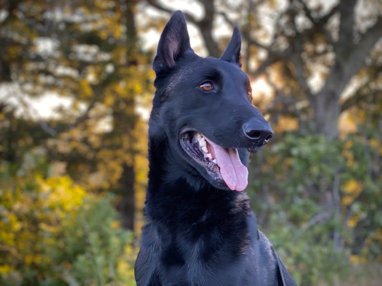 Ada, a Belgian Malinois and German Shepherd Dog mix tested with EmbarkVet.com