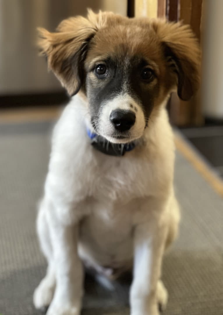 Domino, a Great Pyrenees and Australian Shepherd mix tested with EmbarkVet.com