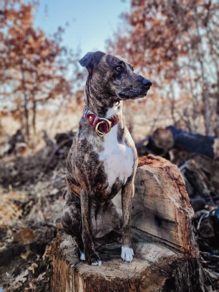 Wren, a Catahoula Leopard Dog and Rottweiler mix tested with EmbarkVet.com