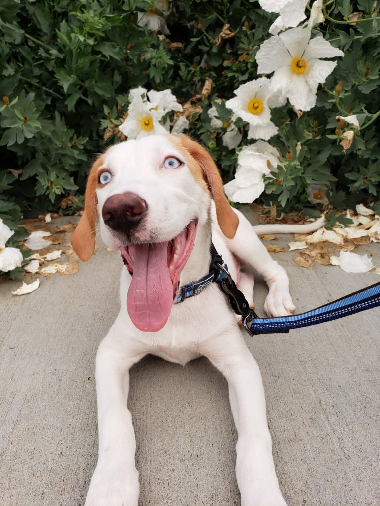 Arlo, an American Foxhound and German Shepherd Dog mix tested with EmbarkVet.com