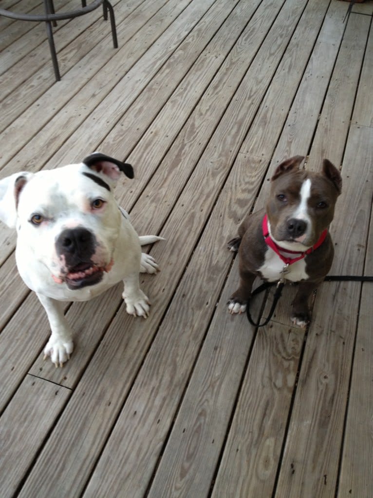 Charlie, an American Pit Bull Terrier and American Bulldog mix tested with EmbarkVet.com