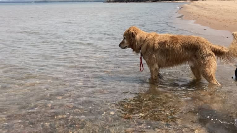 Timber “Gross Manor’s I’ll Be The One You Won’t Forget”, a Golden Retriever tested with EmbarkVet.com