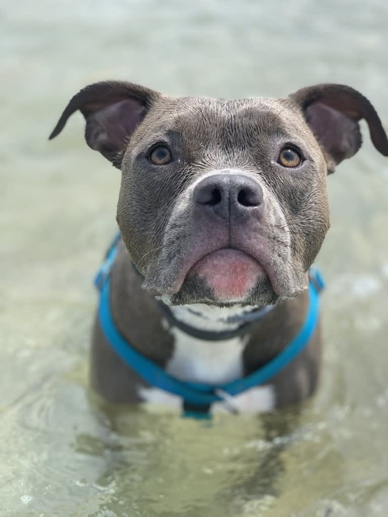 Indigo, an American Bully tested with EmbarkVet.com