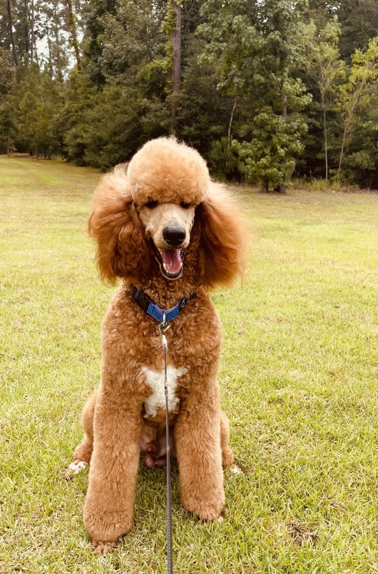 Captain Scooby Doo, a Poodle (Standard) tested with EmbarkVet.com