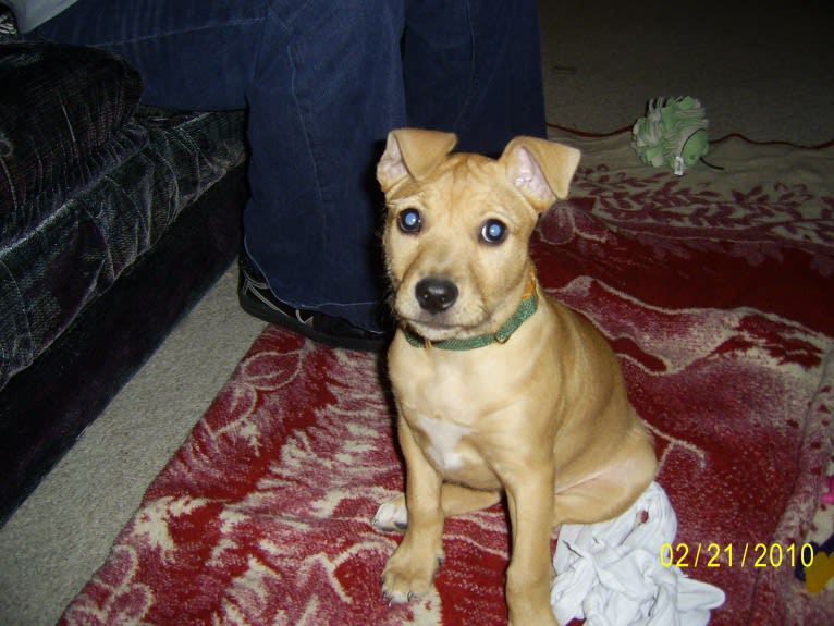 Bailey, an American Pit Bull Terrier and American Bulldog mix tested with EmbarkVet.com