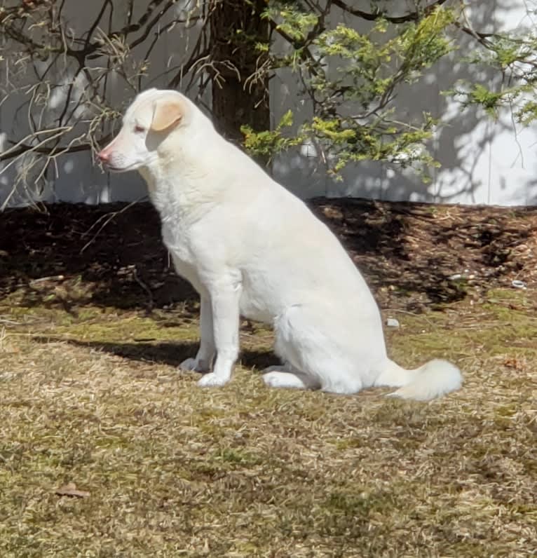 Finn, a Southeast Asian Village Dog tested with EmbarkVet.com