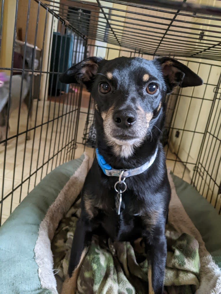 Luke, a Chihuahua and Dachshund mix tested with EmbarkVet.com