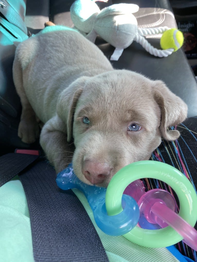 Uncanny Silver Havok, a Labrador Retriever tested with EmbarkVet.com