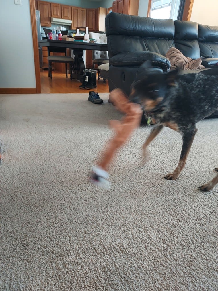 Whoppers, an Australian Cattle Dog tested with EmbarkVet.com