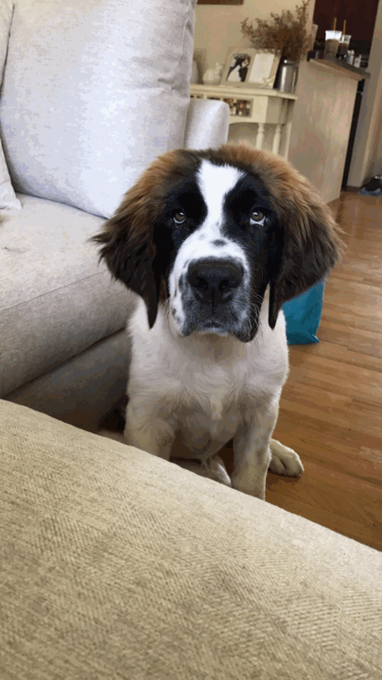 Buford, a Saint Bernard and Newfoundland mix tested with EmbarkVet.com