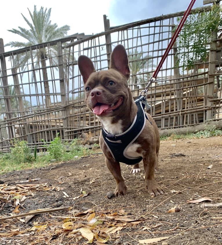 Kiki, a French Bulldog and Chihuahua mix tested with EmbarkVet.com