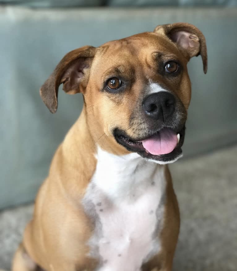Babe, a Boxer and American Pit Bull Terrier mix tested with EmbarkVet.com