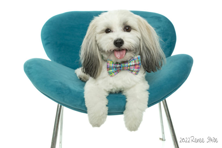 Liam, a Havanese tested with EmbarkVet.com