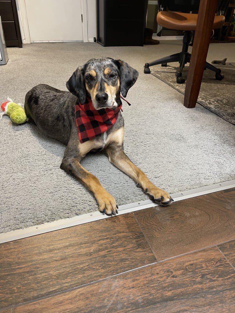 Winnie, an American Leopard Hound tested with EmbarkVet.com