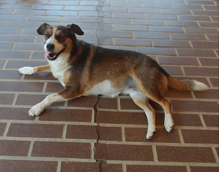 Scatter, an American Pit Bull Terrier and Australian Cattle Dog mix tested with EmbarkVet.com