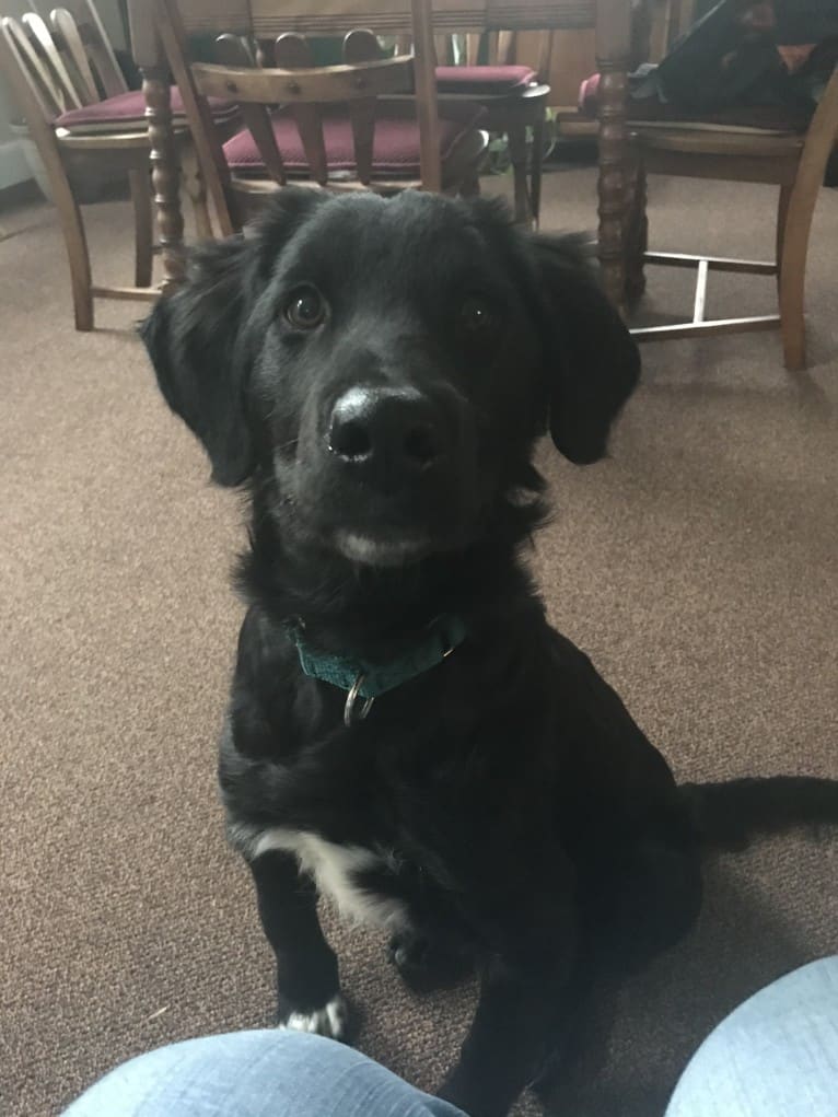 Care Bear Ross, a Labrador Retriever and Australian Cattle Dog mix tested with EmbarkVet.com