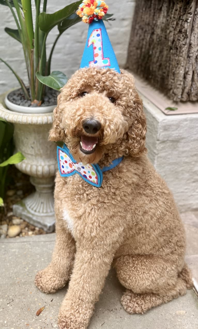 Benson, a Poodle (Standard) tested with EmbarkVet.com