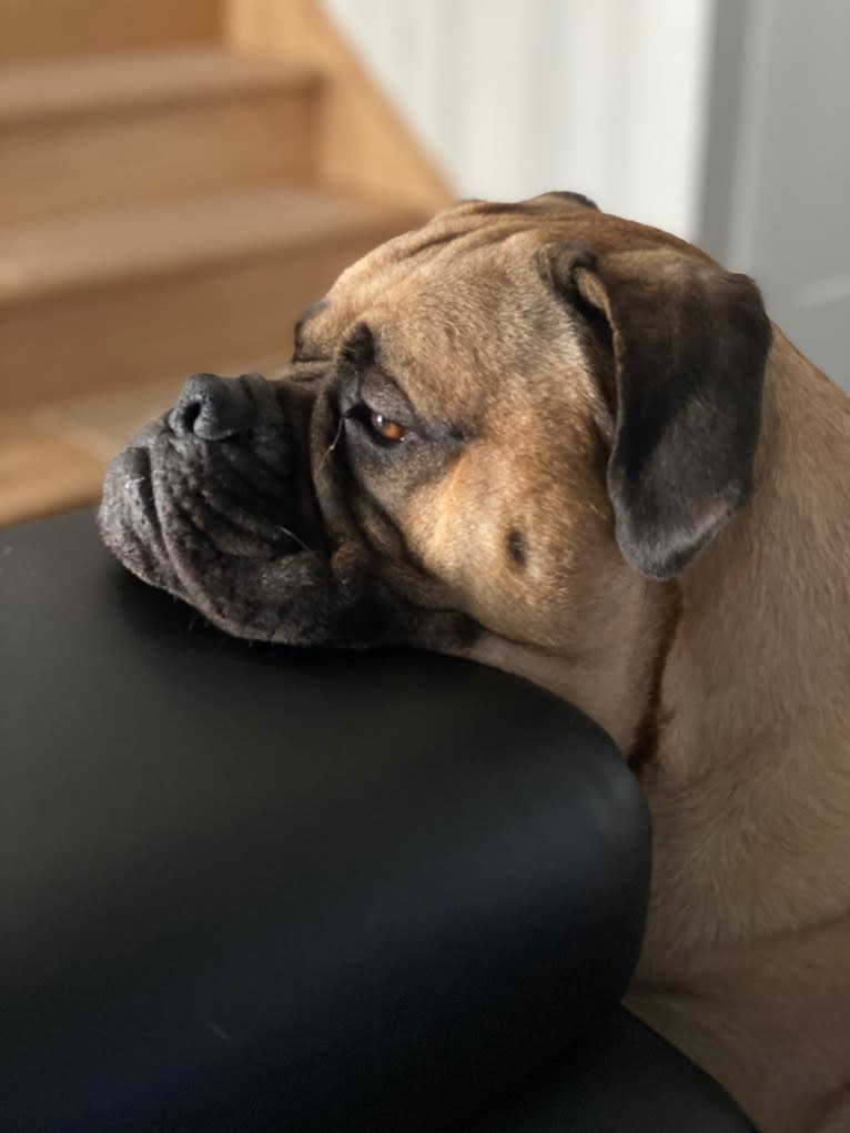 Nala, a Bullmastiff tested with EmbarkVet.com