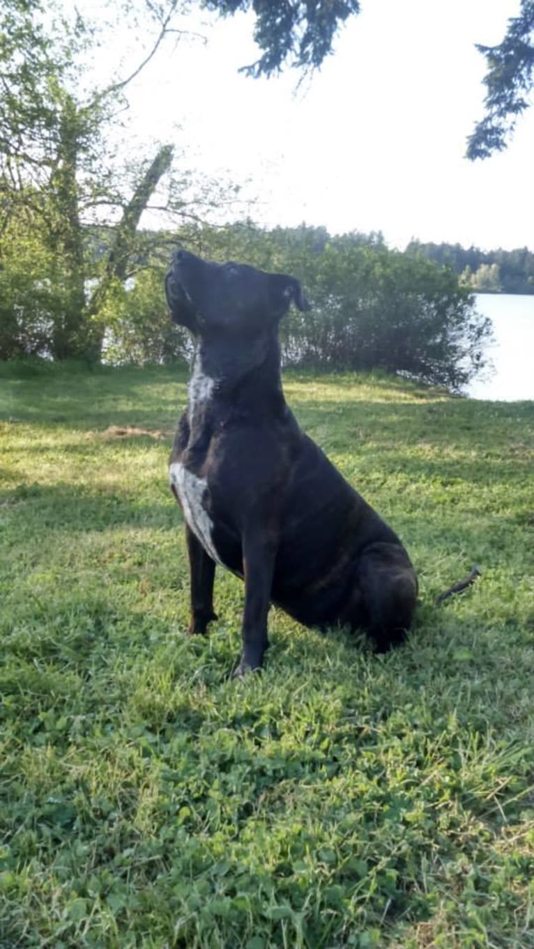 Luci Fur, an American Pit Bull Terrier and Rottweiler mix tested with EmbarkVet.com