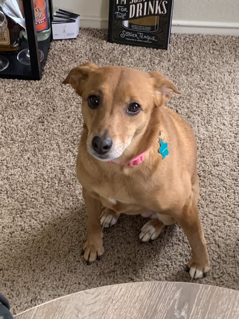 Sasha, a Russell-type Terrier and Labrador Retriever mix tested with EmbarkVet.com
