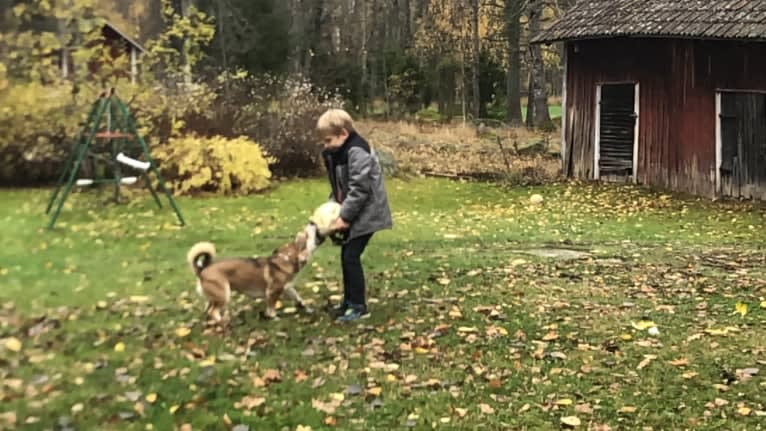 Bella, an Eastern European Village Dog tested with EmbarkVet.com