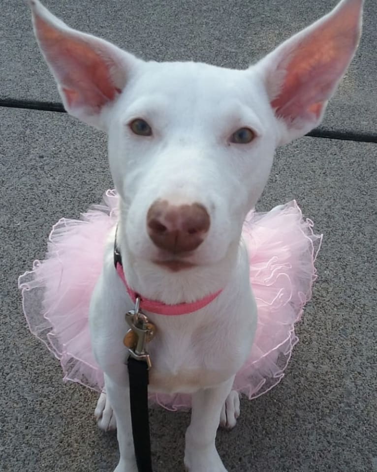 Shakira, an American Village Dog tested with EmbarkVet.com