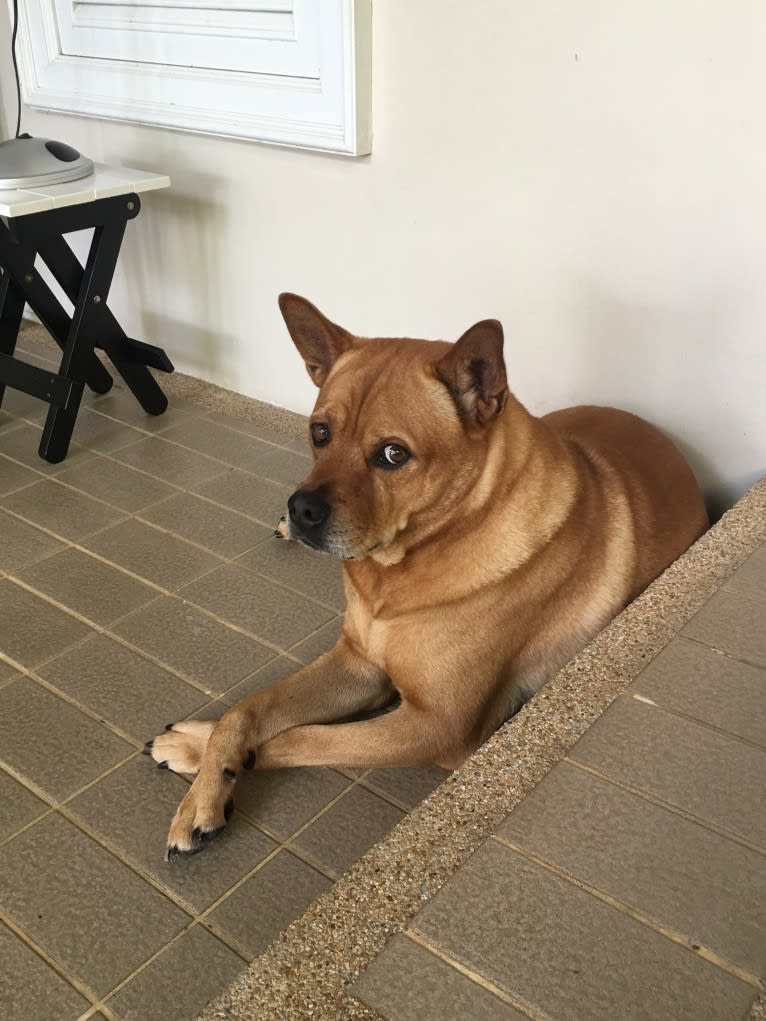 Khaotoo, a Chow Chow and Rottweiler mix tested with EmbarkVet.com