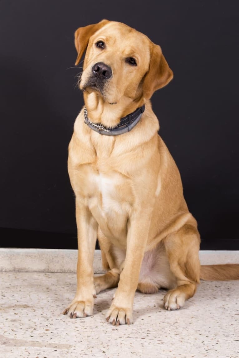 Nitro, a Labrador Retriever tested with EmbarkVet.com