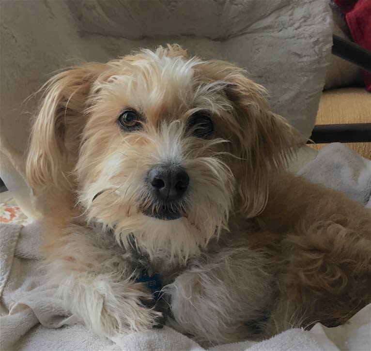 Walter, a Lhasa Apso and American Eskimo Dog mix tested with EmbarkVet.com