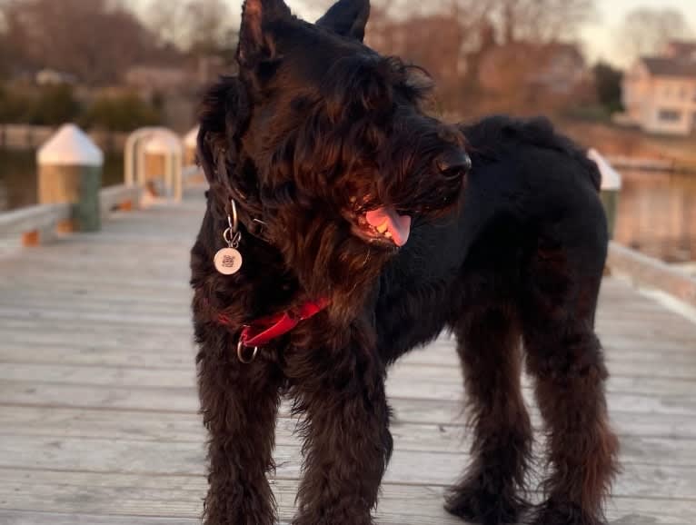 Iva Converso, a Giant Schnauzer tested with EmbarkVet.com