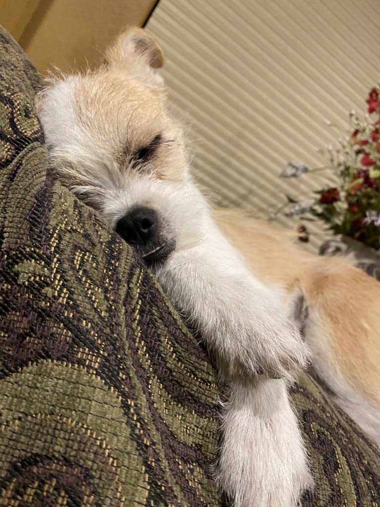 Oliver, a Pug and Australian Cattle Dog mix tested with EmbarkVet.com