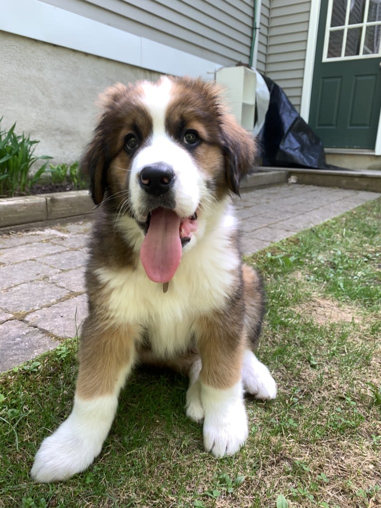 Gus, a Bernese Mountain Dog and Saint Bernard mix tested with EmbarkVet.com