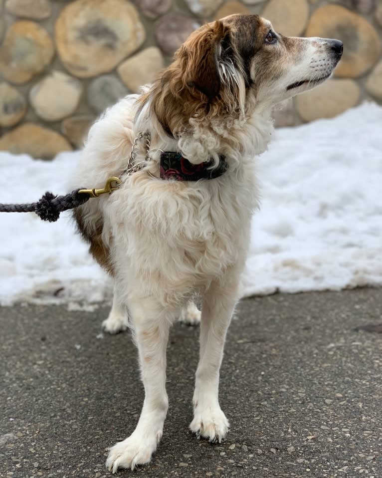 Zoey, a Border Collie and Maremma Sheepdog mix tested with EmbarkVet.com