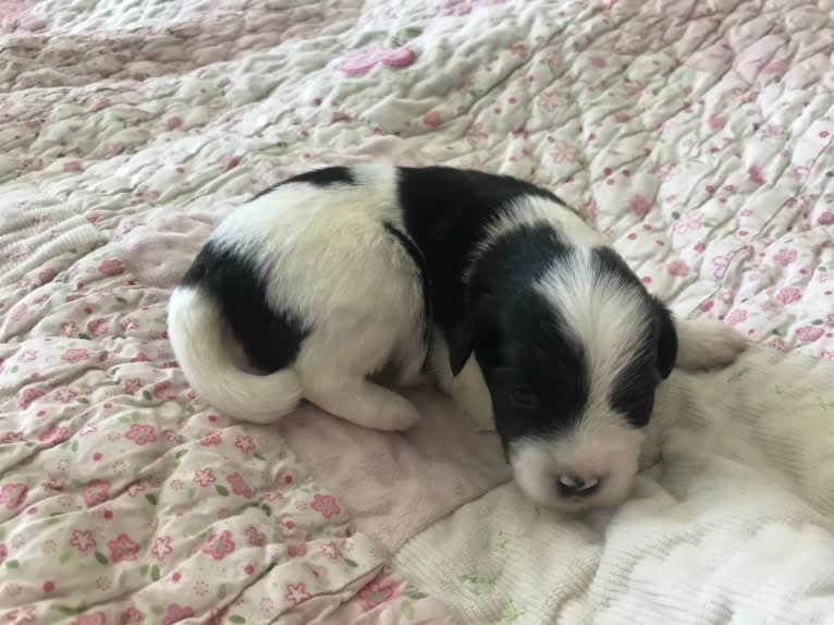 Winham’s “DollyBelle” of Rocky Mountain Cotons, a Coton de Tulear tested with EmbarkVet.com