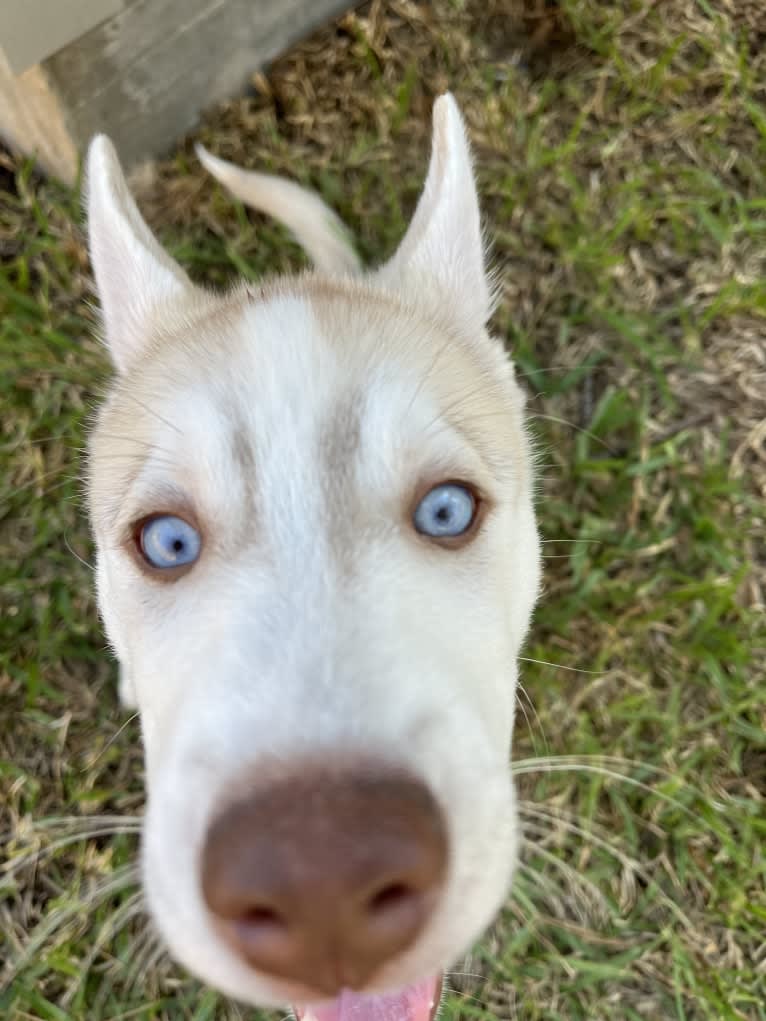 Azul, a Siberian Husky and Alaskan Malamute mix tested with EmbarkVet.com