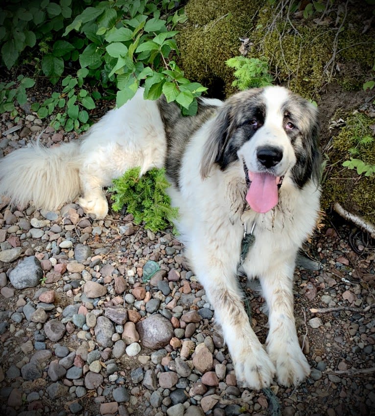 Cali, a Pyrenean Mastiff tested with EmbarkVet.com