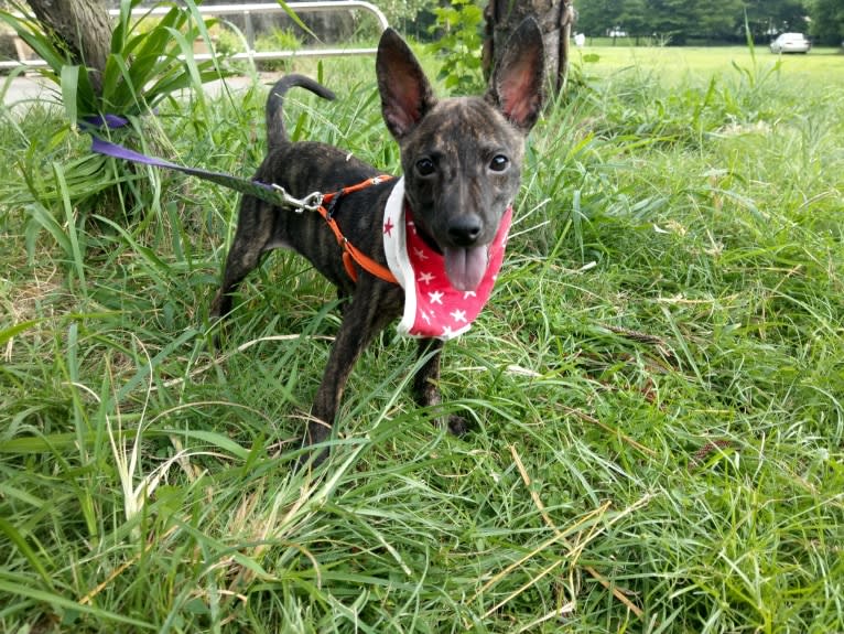 Hina, a Formosan Mountain Dog tested with EmbarkVet.com