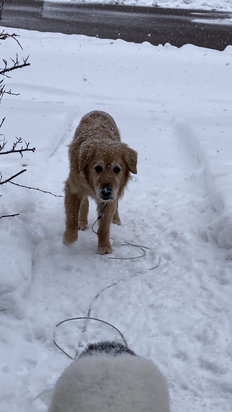 Timber “Gross Manor’s I’ll Be The One You Won’t Forget”, a Golden Retriever tested with EmbarkVet.com