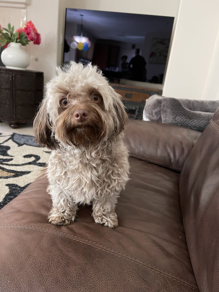 Coco, a Havanese tested with EmbarkVet.com