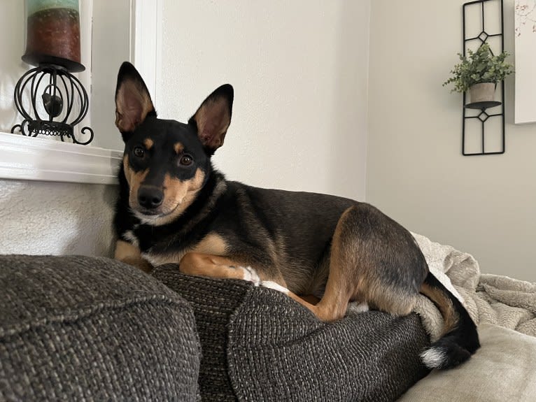 Betty Lou, an English Shepherd and Australian Cattle Dog mix tested with EmbarkVet.com