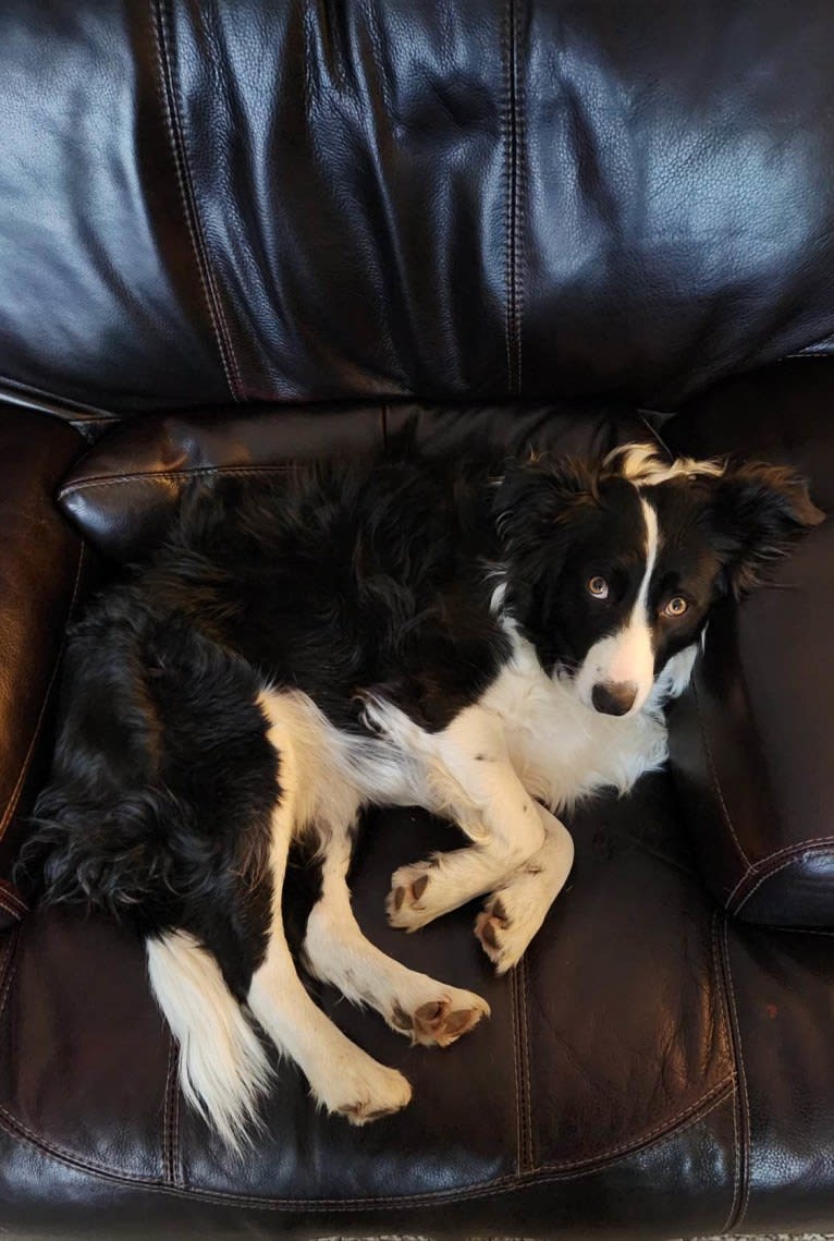 Willow, an Australian Shepherd and Border Collie mix tested with EmbarkVet.com