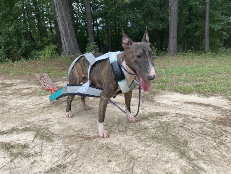 Dippy, a Bull Terrier tested with EmbarkVet.com