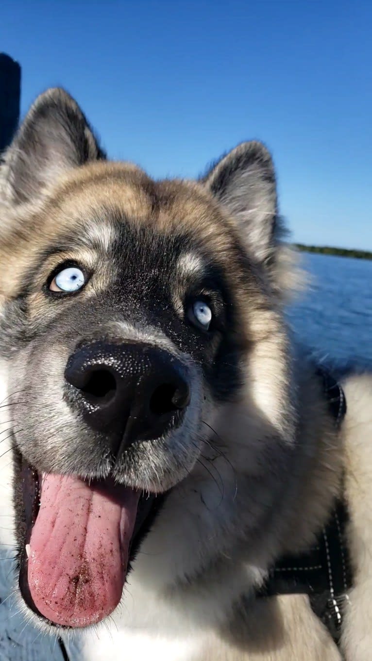 KYLO, a Siberian Husky tested with EmbarkVet.com