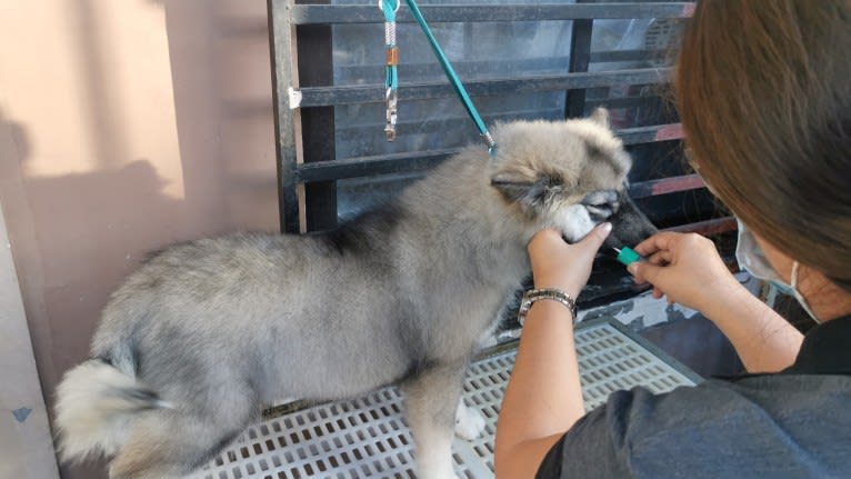 Mira, a Siberian Husky tested with EmbarkVet.com