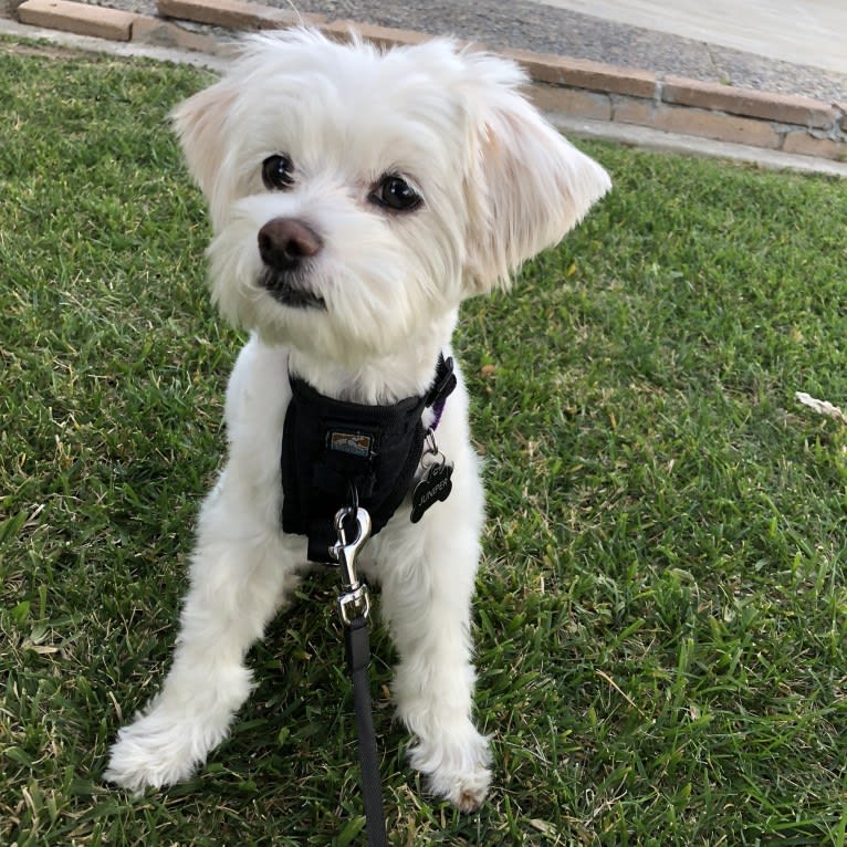 juniper, a Poodle (Small) and Chihuahua mix tested with EmbarkVet.com